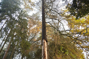 Diseases tree with bark missing