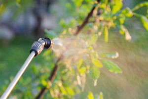 Spraying trees with pesticides