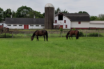 Horses grazing in field at Rutgers University facility