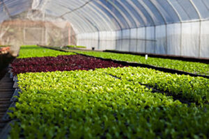 Hydroponic Greenhouse