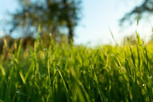 Close up of water droplets on blades of green grass