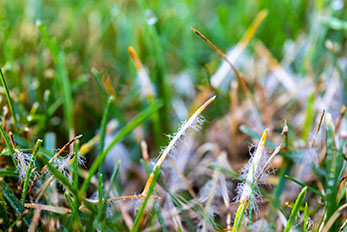 Turfgrass affected by dollar spot fungus
